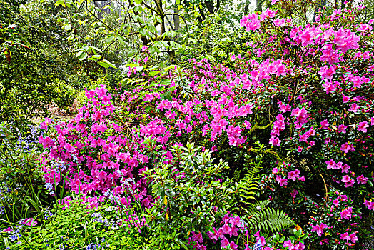 花,杜鹃花属植物,花园,康沃尔,英格兰,英国