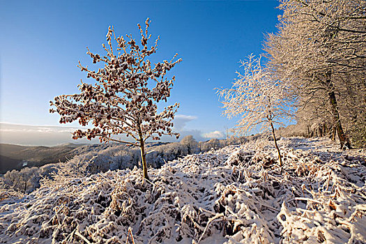 山谷,雪