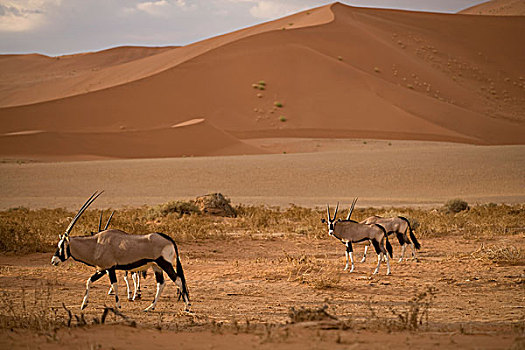 纳米比亚,纳米比诺克陆夫国家公园,长角羚羊,南非大羚羊,羚羊,走,红色,沙丘,纳米布沙漠,靠近,索苏维来地区