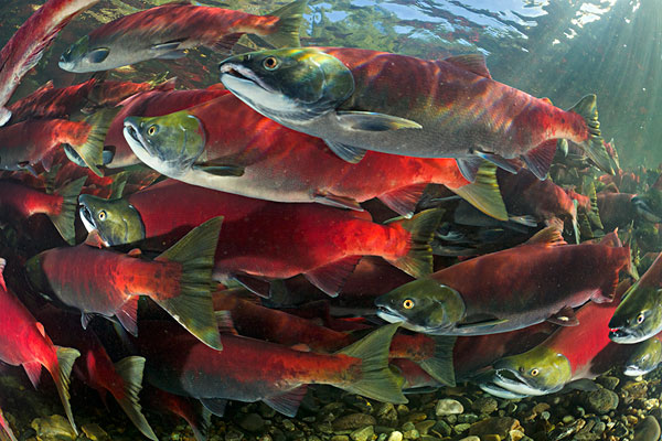 喀纳斯大红鱼图片