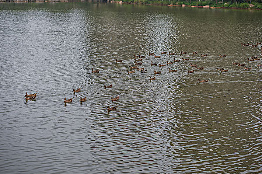 鴨，公園，池塘，養(yǎng)殖，岸邊，飛翔，展示