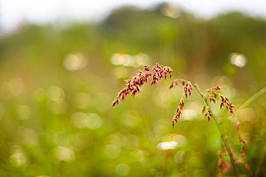 茅草