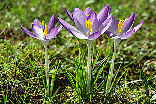 藏红花,花,紫色,巴登符腾堡,德国,欧洲