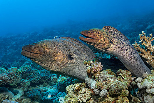 两个,巨大,海鳗,裸胸鳝属,向外看,珊瑚礁,不同,石头,珊瑚,红海,埃及,非洲