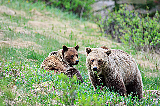 大灰熊,母熊,棕熊,幼兽,吃草,加拿大,落矶山,加拿大西部