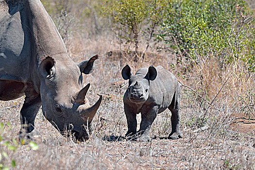 黑色,犀牛,成年,女性,幼兽,干草,克鲁格国家公园,南非,非洲