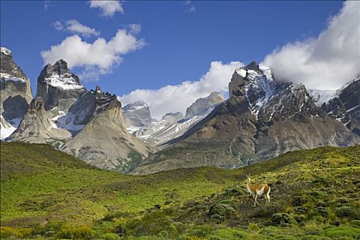 原驼,站立,草,斜坡,崎岖,顶峰,背景,托雷德裴恩国家公园,智利