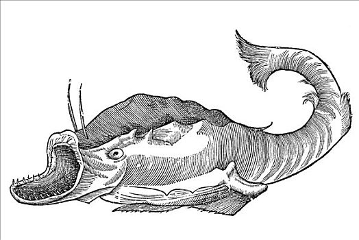 木刻,蛙属,鱼,大,带齿,1642年,文艺复兴