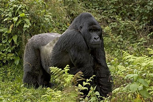 山地大猩猩,大猩猩,银背大猩猩,国家,卢旺达