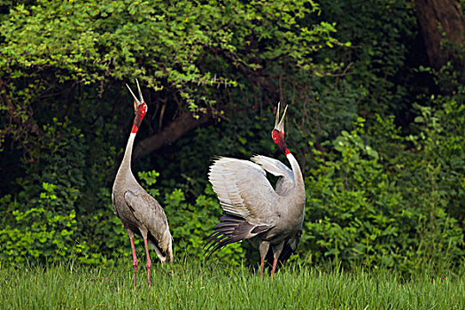 印度,鹤,给,协调,叫,盖奥拉迪奥,国家公园