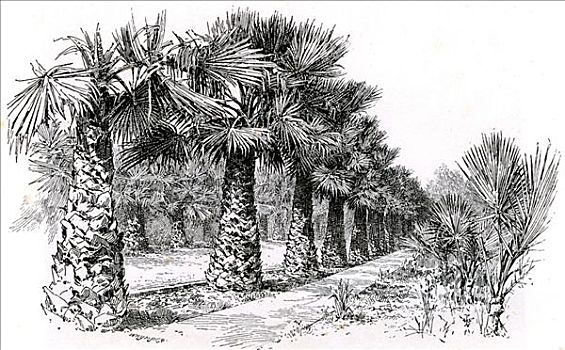 棕榈树,小树林,南加州,美国,1891年