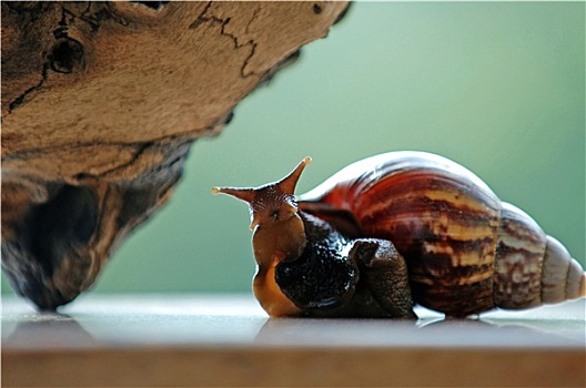 有趣,蜗牛