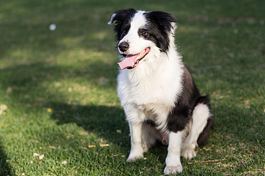 狗边牧牧羊犬