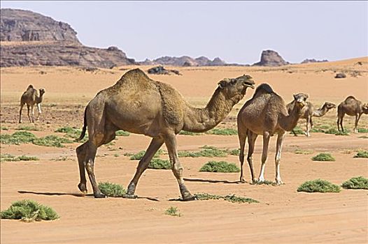 牧群,骆驼,阿卡库斯,利比亚