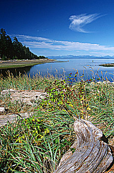 牡蛎,河,河口,乔治亚,海峡,温哥华岛,不列颠哥伦比亚省,加拿大