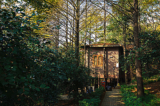 小木屋,客房,度假,住宿,原生态,自然,山林,树林