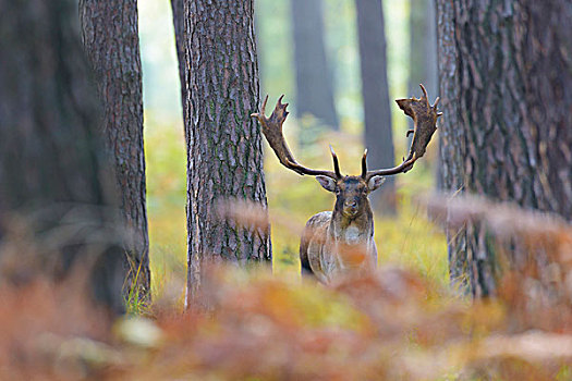 雄性,扁角鹿,黇鹿,秋天,黑森州,德国