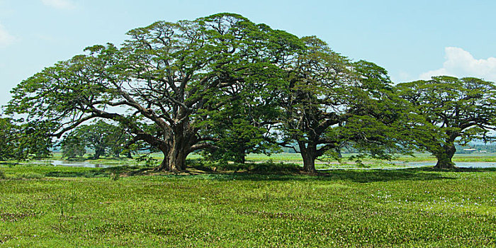 树,国家公园,斯里兰卡