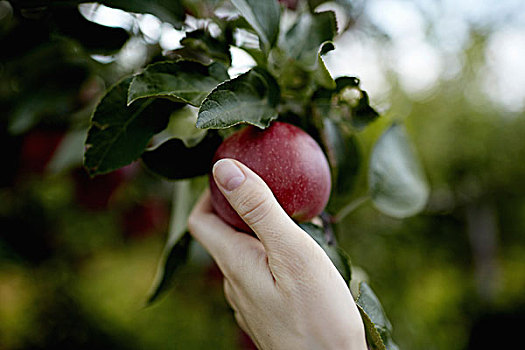 手,树枝,果树,挑选,红色,成熟,苹果