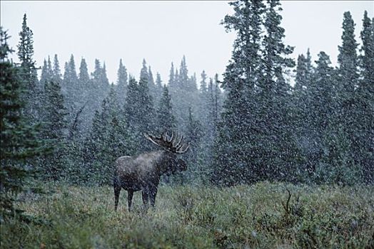驼鹿,美洲驼鹿,北方针叶林,暴风雪,阿拉斯加