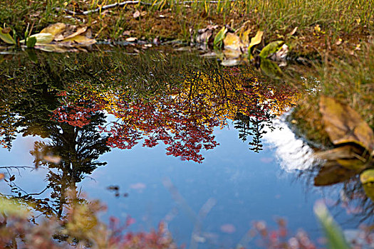 日本,秋叶,反射,水面