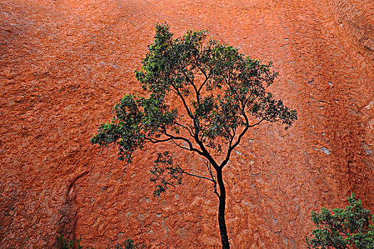 树,正面,石头,墙壁,乌卢鲁巨石,艾尔斯岩,乌卢鲁卡塔曲塔国家公园,北领地州,澳大利亚