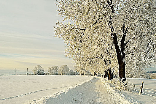 霜降,山毛榉树,路通过雪,冬季覆盖领域,附近的,符腾堡,德国