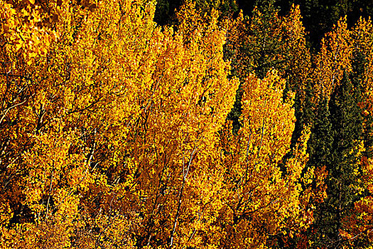 秋天,气氛,黄色,白杨,树,德纳里峰国家公园,阿拉斯加,美国