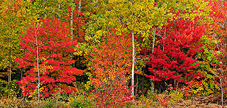红色,枫树,白杨,萨德伯里,安大略省,加拿大