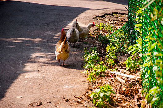 午后阳光照在农村的巷子,一群鸡正在觅食