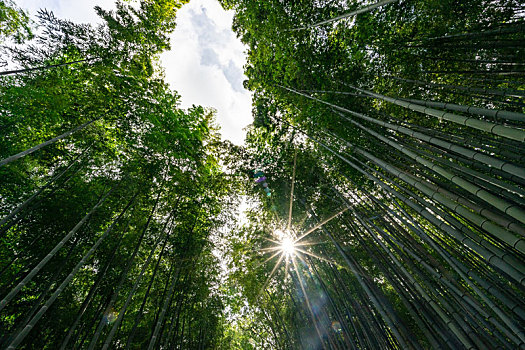 日本京都嵯峨野岚山竹林风光