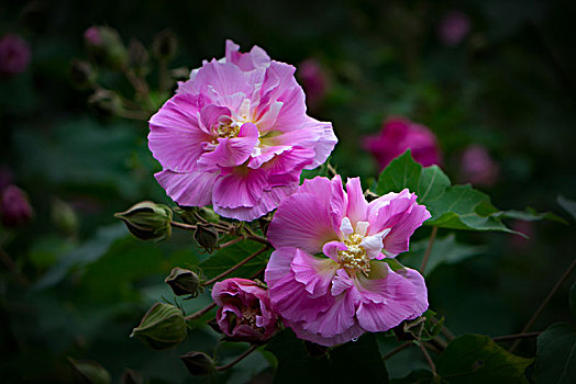 木芙蓉,木莲,芙蓉花