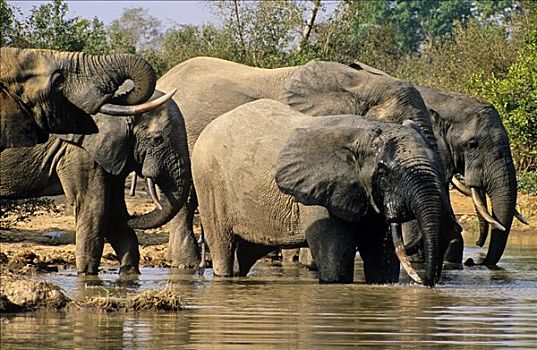 加纳,北方,区域,国家公园,大象,喝,水边,洞