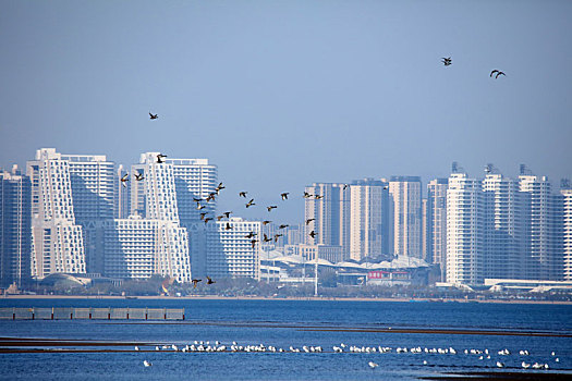 湿地风光,秦皇岛,北戴河,海边,城市,鸟类保护,和谐,潮汐,建筑,大海,河流