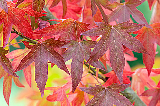 秋天,可爱,橡胶树,叶子
