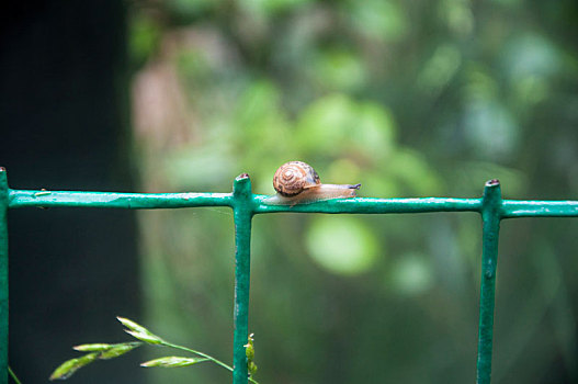 夏季雨后的围栏上一只蜗牛在爬行