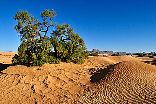 树,沙丘,阿尔及利亚,撒哈拉沙漠,北非,非洲
