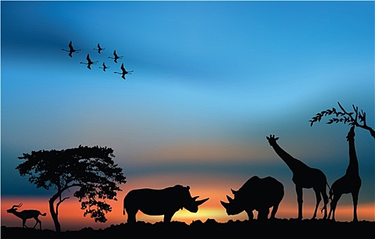 非洲,日出,犀牛,长颈鹿,羚羊
