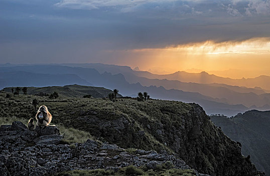 狮尾狒,坐,边缘,悬崖,塞米恩国家公园,埃塞俄比亚,非洲