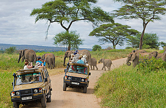 坦桑尼亚,塔兰吉雷国家公园,相遇,大象,交通工具,挨着,货车,兴奋,有趣,照片