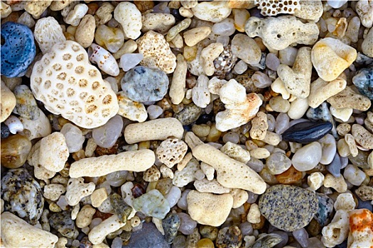 壳,珊瑚,热带沙滩,背景