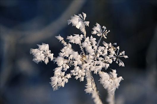 白霜,植物