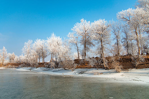 新疆冬天的雾凇