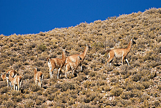 骆驼,放牧,山坡,胡胡伊,阿根廷