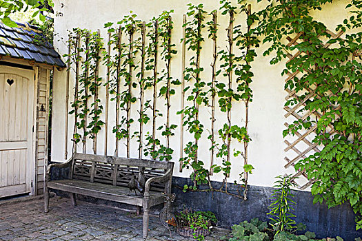 风化,木制长椅,正面,攀缘植物,白色背景,外部,墙壁