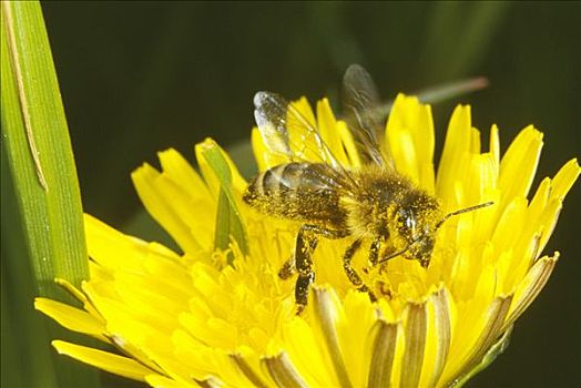 蜜蜂,收集,花粉,蒲公英,西洋蒲公英,明斯特地区,德国