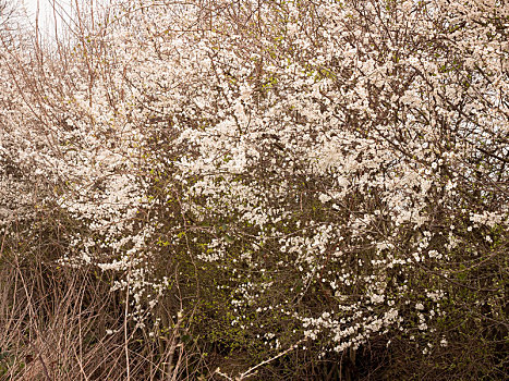 白花,头部,树,春天