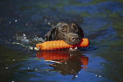 巧克力拉布拉多犬,狗,游泳,湖,橙色,训练