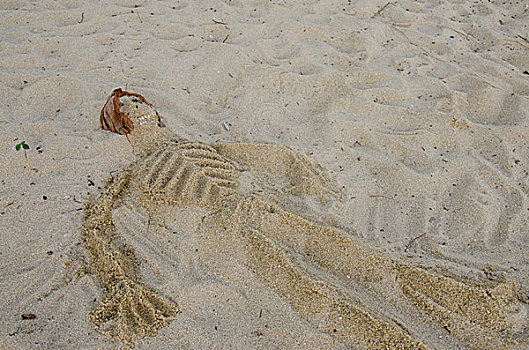 伯利兹,骨骼,沙子,海滩,椰子,头部