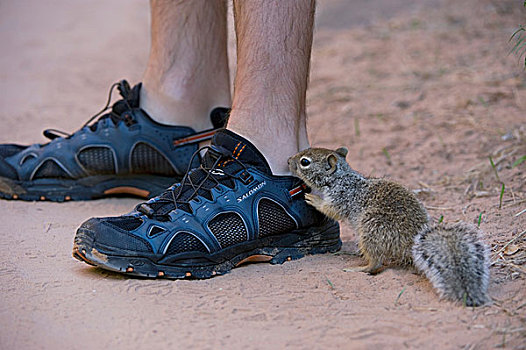 加利福尼亚,地松鼠,好奇,鞋,锡安国家公园,犹他,美国